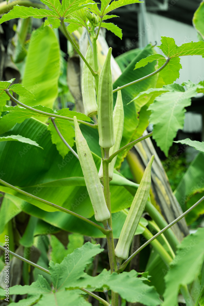 Okra plant close up organic produce food farming Okra plant close up organic produce food farming