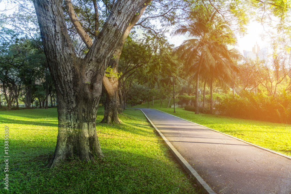 Fototapeta premium Park in the Morning