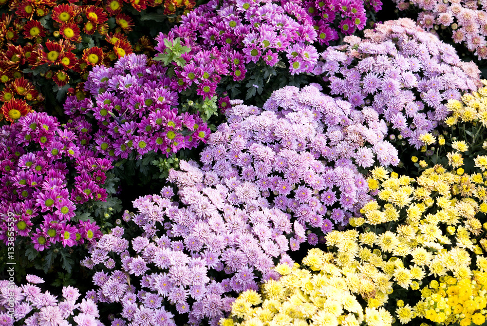 Obraz premium Colorful flowers background. Floral pattern.