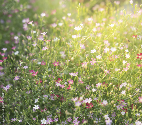 Flowers in early morning   Abstract natural background texture