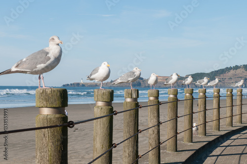 Seagulls resting