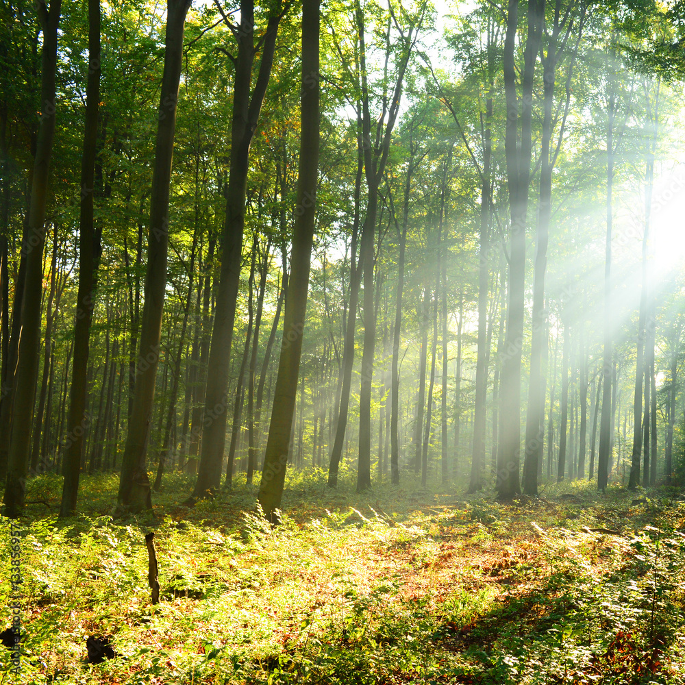 Obraz premium Morning in the forest