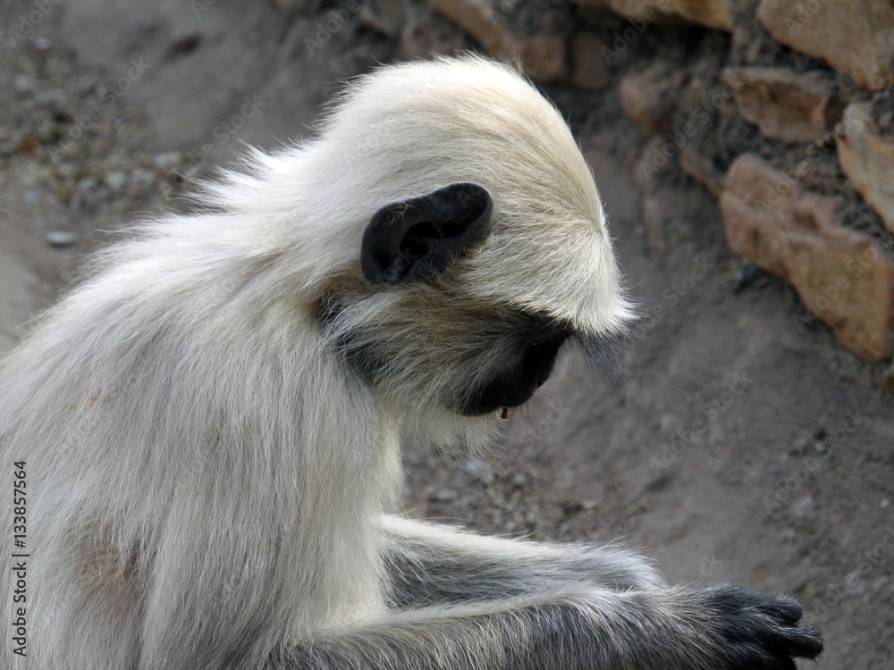 Obraz premium Rajasthan's Wildlife