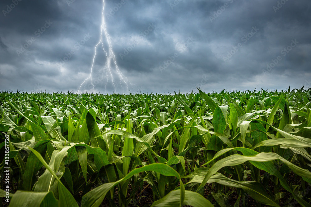 Thunderstorm with lightning in green cornfield Stock-Foto | Adobe Stock