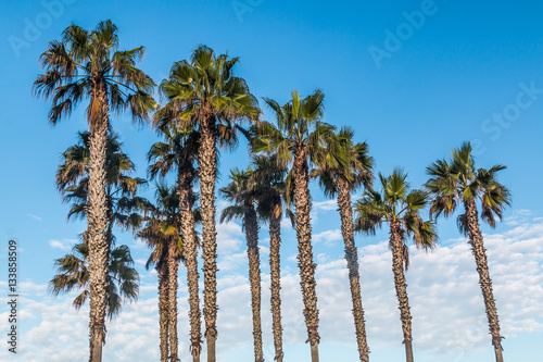 Palm trees with a background of blue sky and white clouds.