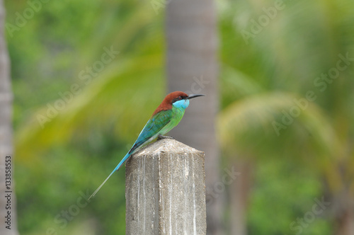 Blue-throated Bee-eater stand on cement pole with green background