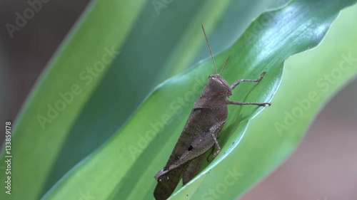 Insect Cave Cricket sitting on green grass photo