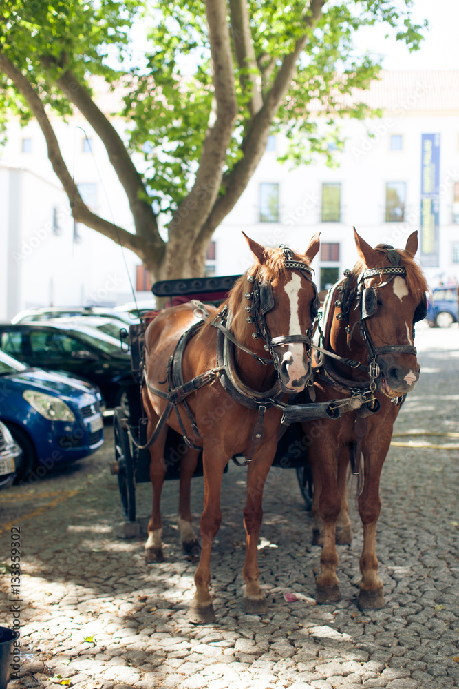 A pair of horses in harness on city street