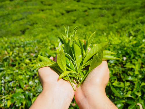 hands holding fresh tea leaves with tea farm background at Cameron Highlands