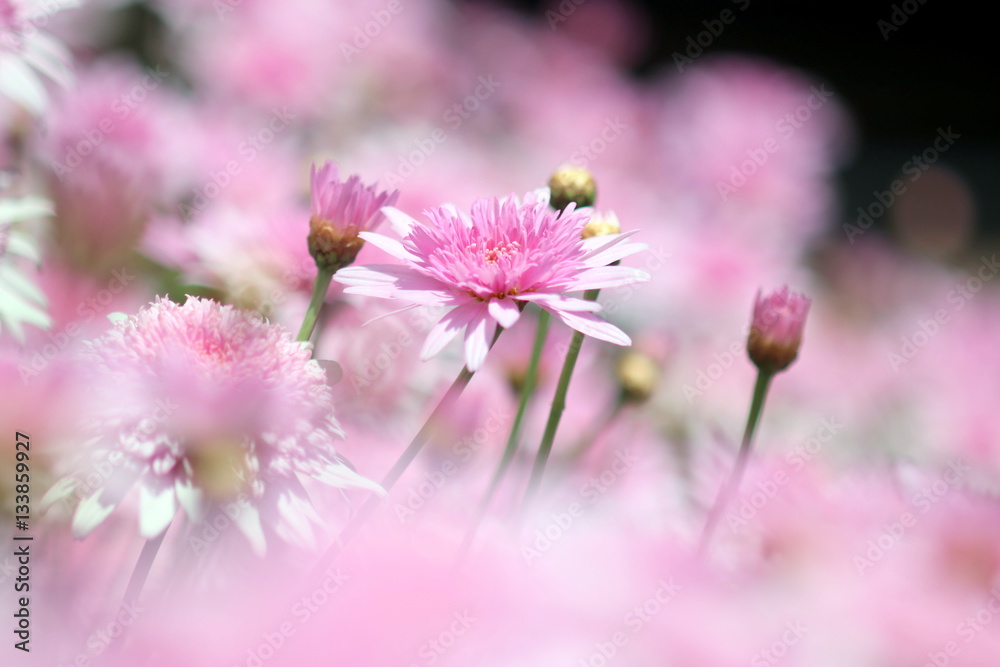 ピンクのマーガレット