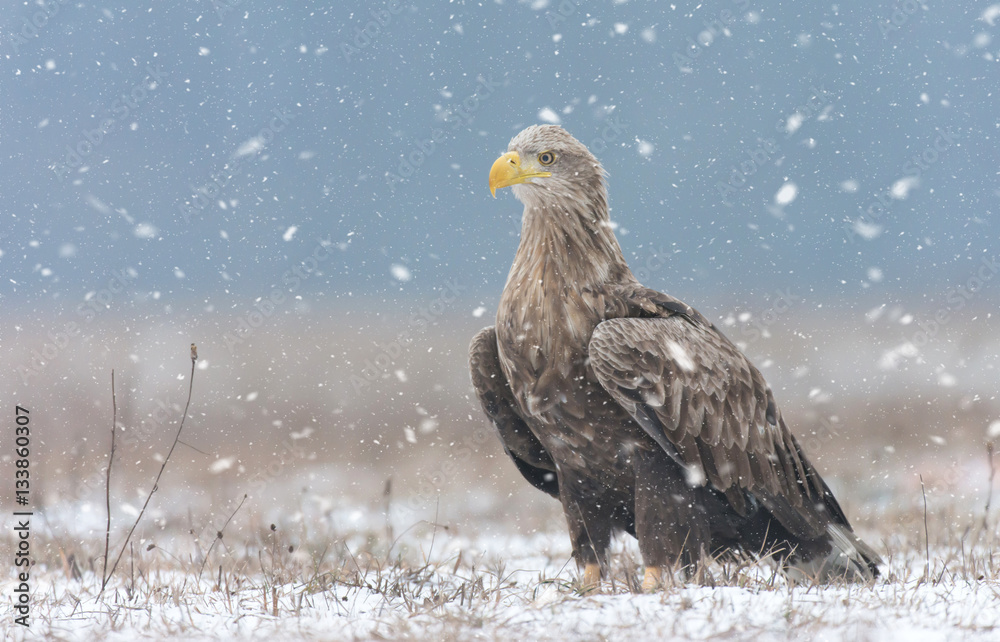 Obraz premium White tailed eagle (Haliaeetus albicilla) in winter scenery