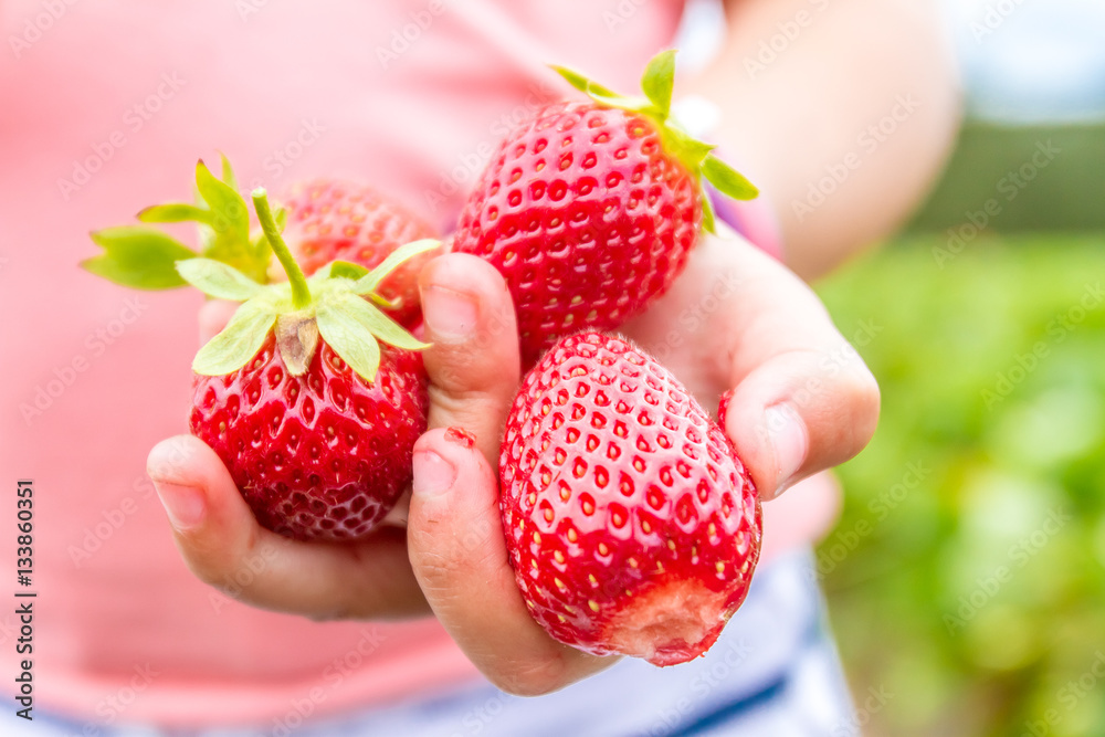 Obraz premium happy young child girl picking and eating strawberries on a plan
