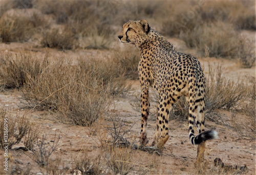 Hunting