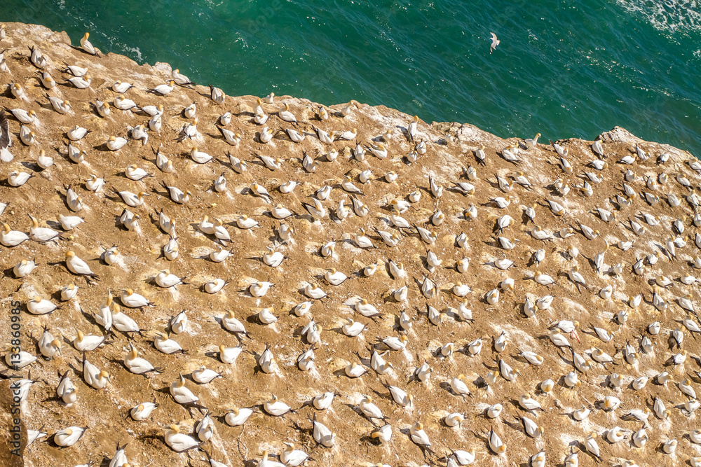 Muriwai Gannet Colony, Muriwai Regional Park, West Coast of the Muriwai Gannet Colony, Muriwai Regional Park, West Coast of the