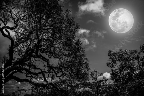 Silhouette of the branches of trees against the night sky with full moon