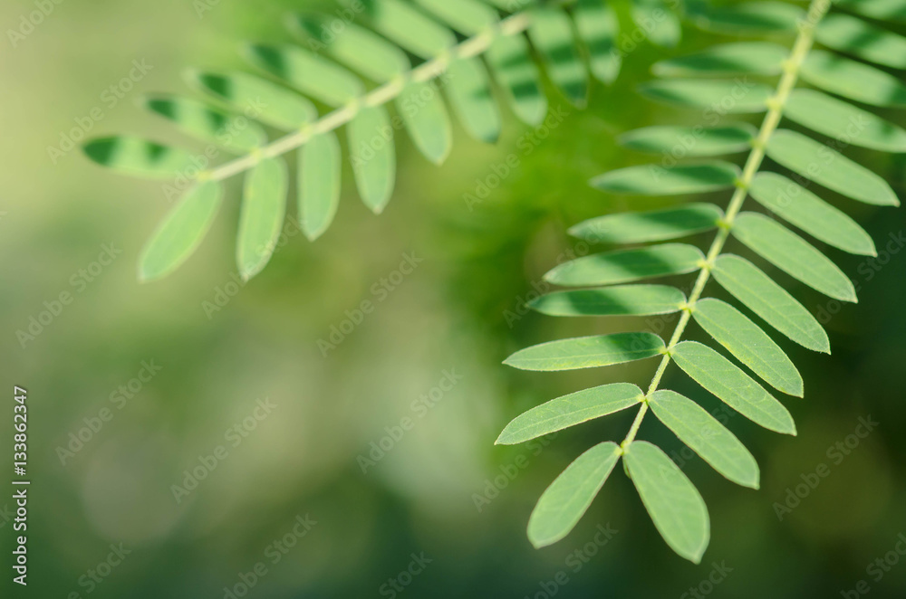 Green leaves background,(Leucaena leucocephala) Green leaves background,(Leucaena leucocephala)