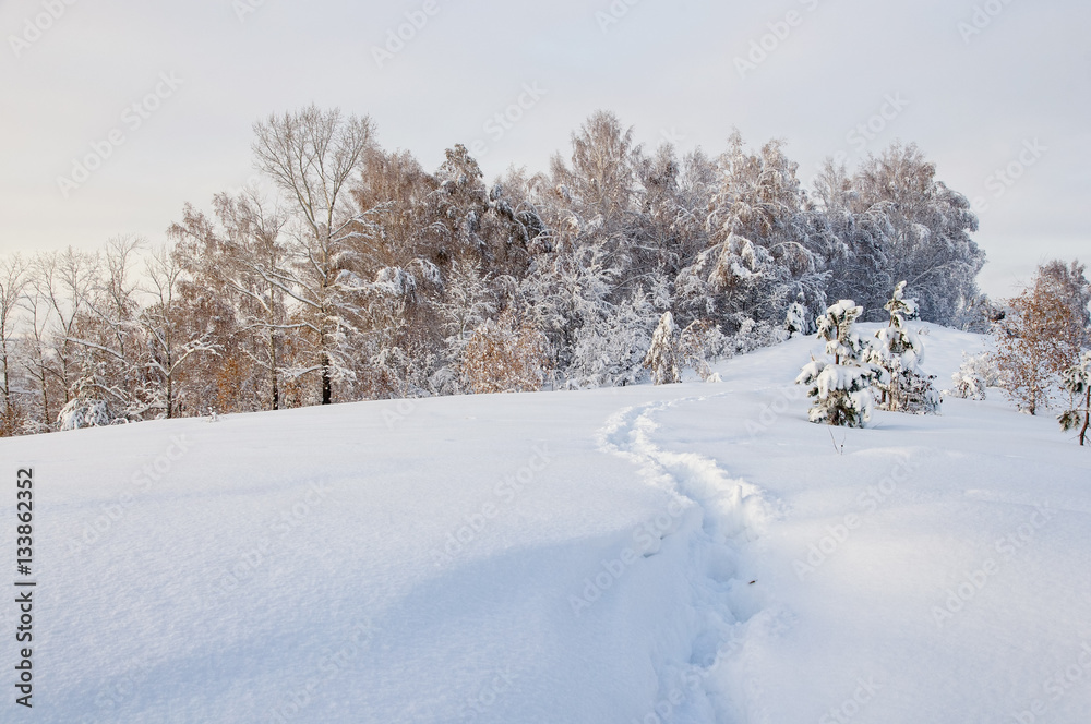 Path trail in winter bright white frozen birch trees forest taiga in snow Altai Mountains, Siberia, Russia Path trail in winter bright white frozen birch trees forest taiga in snow Altai Mountains, Siberia, Russia