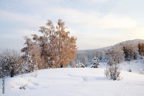 Winter sunset snow field with illuminated birch tree on the background of forest hills on top of mountain