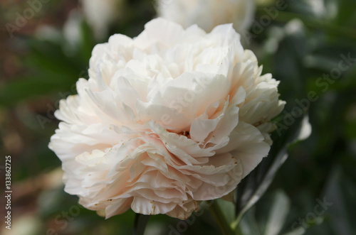 Blooming Peony bright romantic "Solange" in the spring garden.
