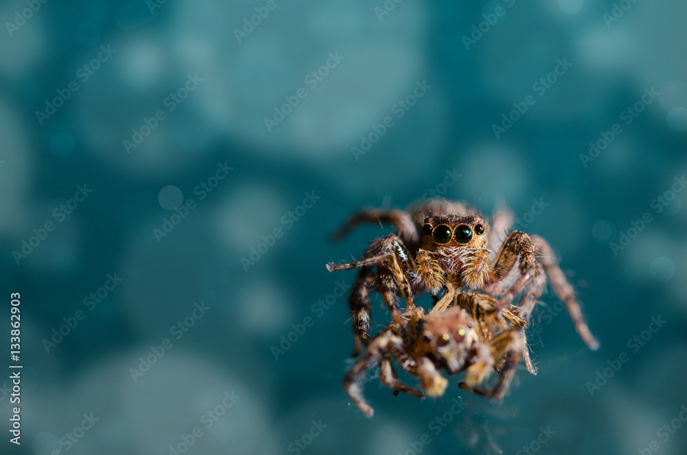 Macro Jumping spider Macro Jumping spider