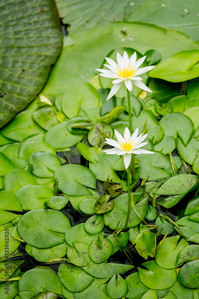 water lily, water flower, water lotus on natural background water lily, water flower, water lotus on natural background