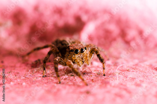 Macro Jumping spider pink background