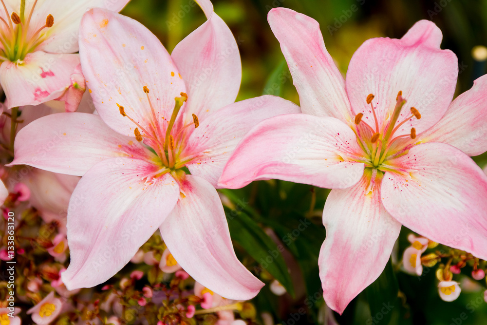 Fototapeta premium lily flower on natural background