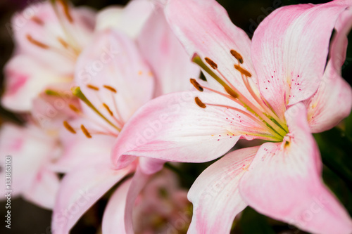 lily flower on natural background