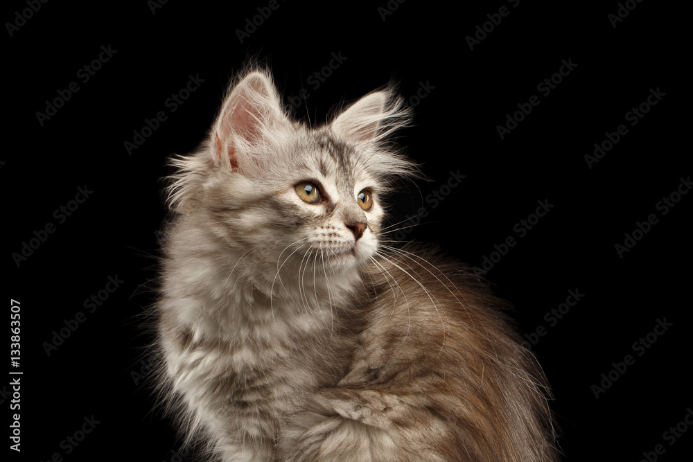 Close-up Siberian kitty with furry coat sitting and looking up on isolated black background with reflection, side view