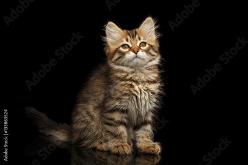 Brown Tabby Siberian kitty sitting and looks satisfied on isolated black background with reflection, front view
