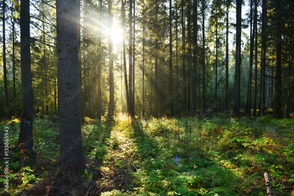 Fototapeta premium Morning in the forest