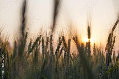 Silhouette barley