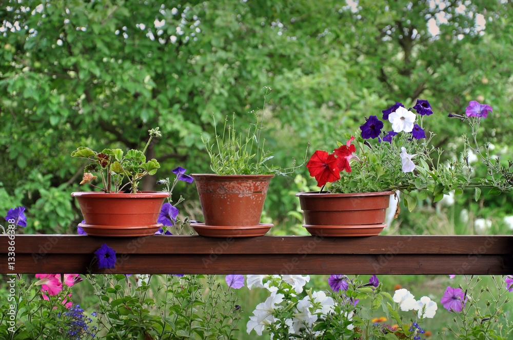 Three clay pots with purple, red and white petunias on a wooden surface against a background of green garden.