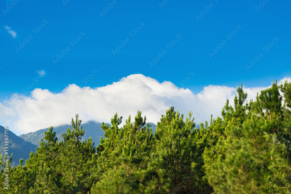 Pine trees against clear blue sky and white cloud in mountainous region