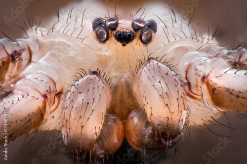Tableau sur toile Extreme magnification - Pholcidae, Pholcoidea (Daddy Long Legs)