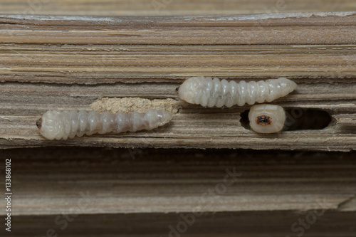 Bamboo worm in Thailand and Southeast Asia.