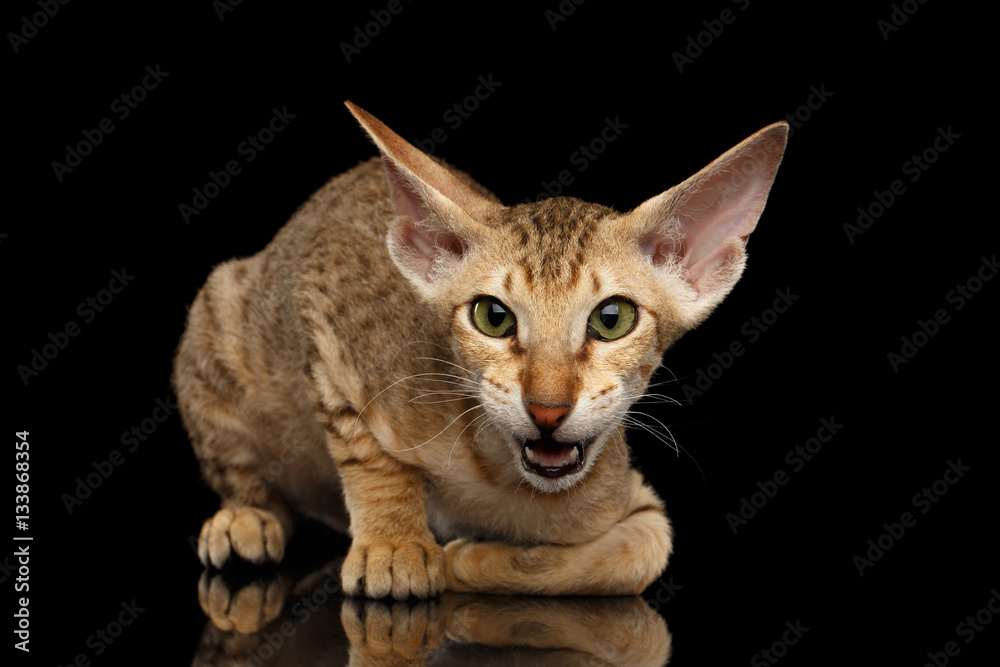 Closeup Peterbald kitty ginger color with green eyes and big ears, sitting and meowing, isolated black background with reflection, front view