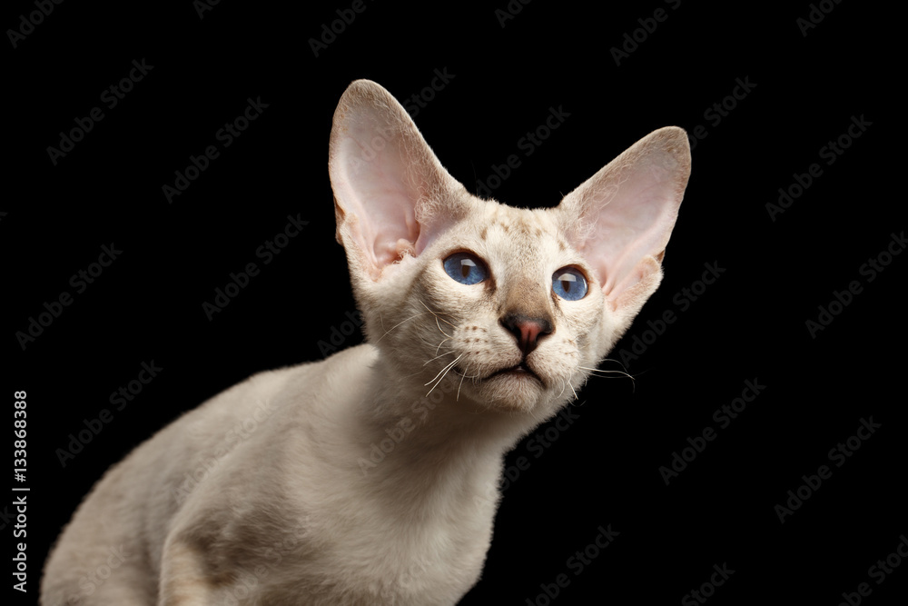 Closeup Peterbald kitty silver color with blue eyes, big ears and looking up, isolated black background with reflection, front view
