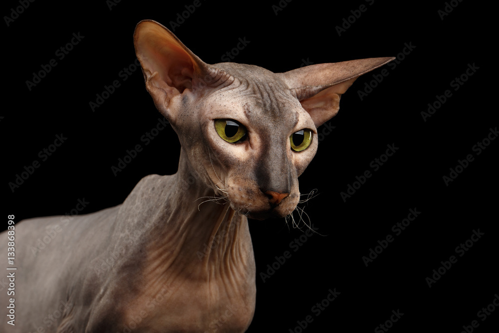 Closeup hairless Peterbald Cat with green eyes and big ears, wrinkles on neck, watching isolated black background, front view
