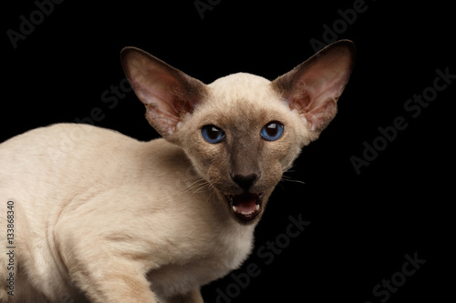 Close-up Peterbald kitty siamese coat with blue eyes, big ears sitting and meowing on isolated black background, side view
