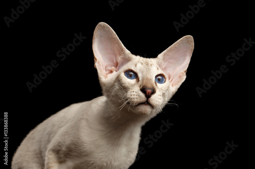 Closeup Peterbald kitty silver color with blue eyes, big ears and looking up, isolated black background with reflection, front view © seregraff