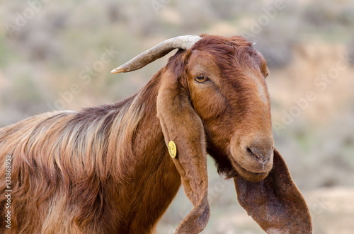 Close up of brown goat at ostrich farm. Israel