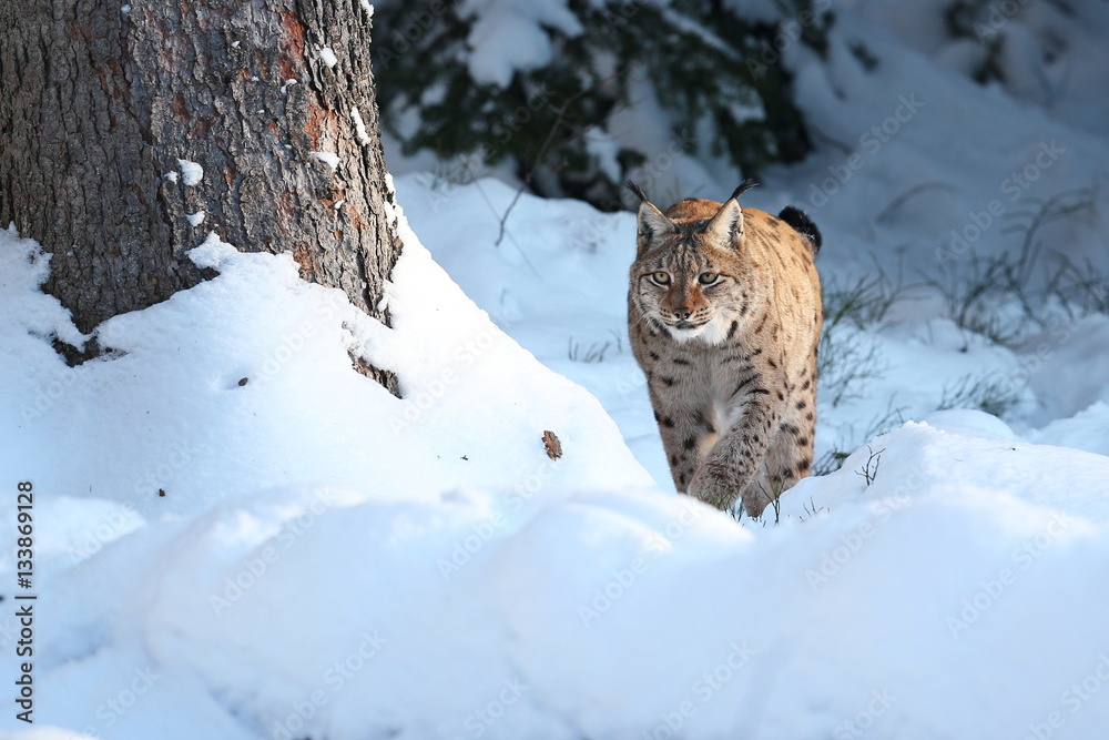 Euroasian lynx face to face in the bavarian national park in eastern germany, european wild cats, animals in european forests, lynx lynx