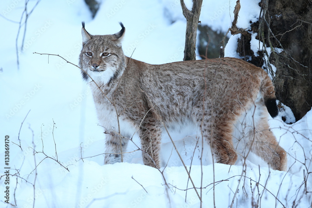 Euroasian lynx in the bavarian national park in eastern germany, european wild cats, animals in european forests, lynx lynx Euroasian lynx in the bavarian national park in eastern germany, european wild cats, animals in european forests, lynx lynx