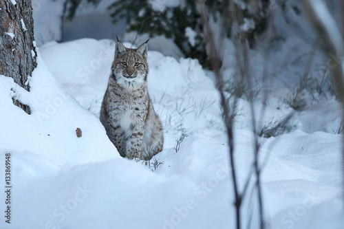 Photography Euroasian lynx in the bavarian national park in eastern germany, european wild c