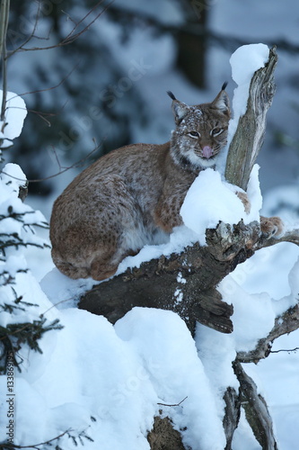 Canvas Print Euroasian lynx is sitting on a tree in the bavarian national park in eastern ger