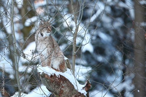 Photography Euroasian lynx is sitting on a tree in the bavarian national park in eastern ger