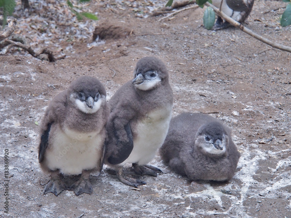 Obraz premium Three African penguins chick on the ground at Boulders Beach in Cape town, South Africa. African penguin ( Spheniscus demersus) also known as the jackass penguin and black-footed penguin.
