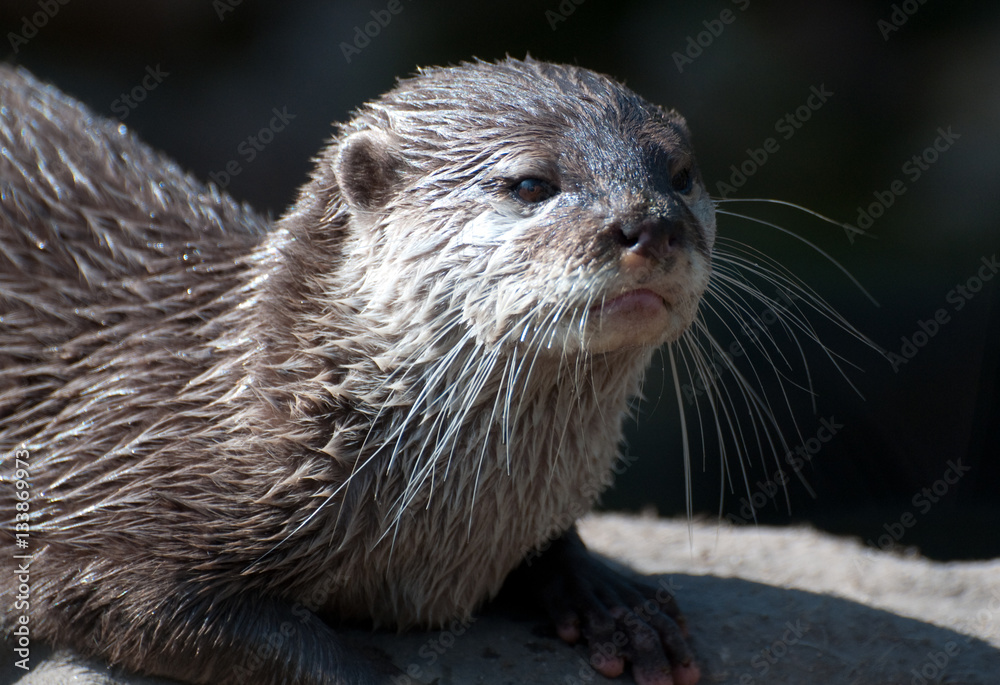 Otter Otter