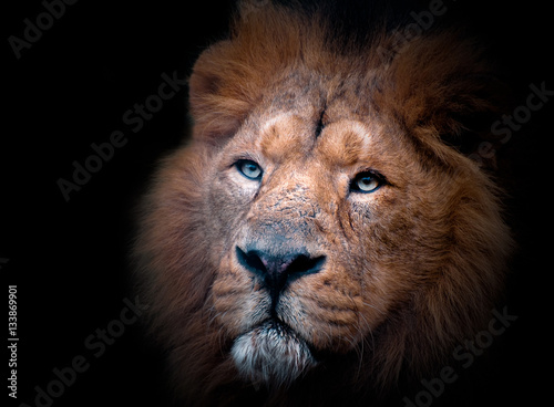 Εκτύπωση καμβά Lion